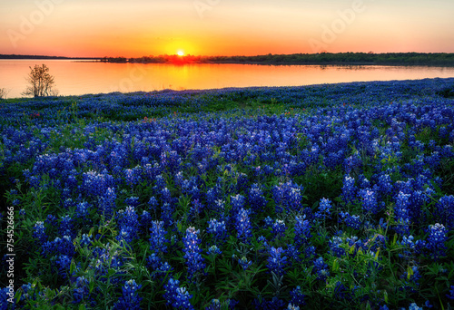 Texas Bluebonnet	Field at Sunset
