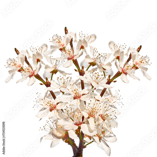 Blooming cherry twigs isolated on white background