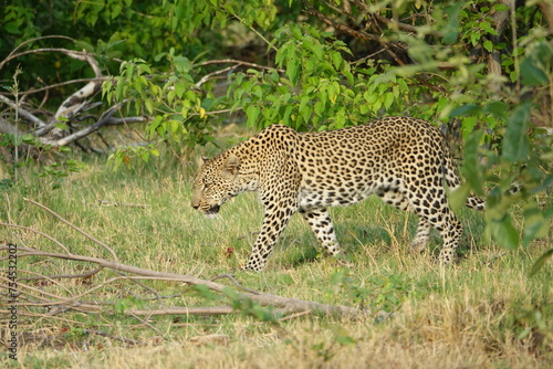 Leopard in the Okavango Delta with a Tree Squirrel Kill