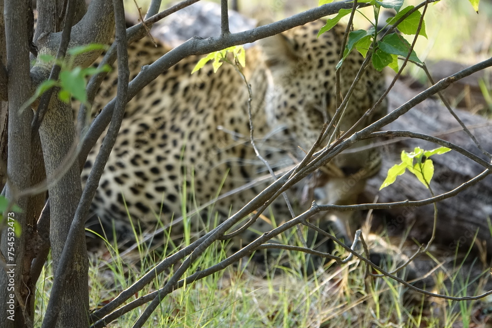 Leopard of the Okavango Delta with a Tree Squirrel Kill Leopard of the Okavango Delta with a Tree Squirrel Kill