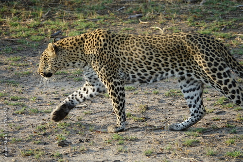 Leopard of the Okavango Delta with a Tree Squirrel Kill