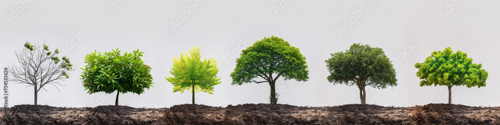 Etapas de crecimiento de un árbol en suelo fértil - obrazy, fototapety, plakaty 