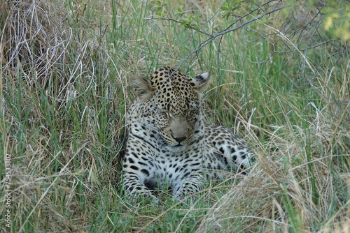 Leopard in the Okavango Delta with a Tree Squirrel Kill