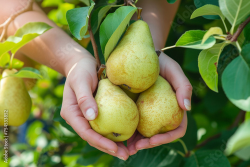 A person is holding four pears in their hands. The pears are green and ripe, and they are surrounded by leaves. Concept of abundance and freshness