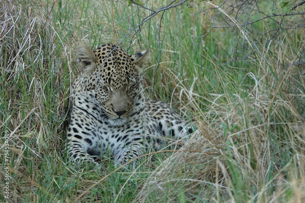 Leopard of the Okavango Delta with a Tree Squirrel Kill Leopard of the Okavango Delta with a Tree Squirrel Kill