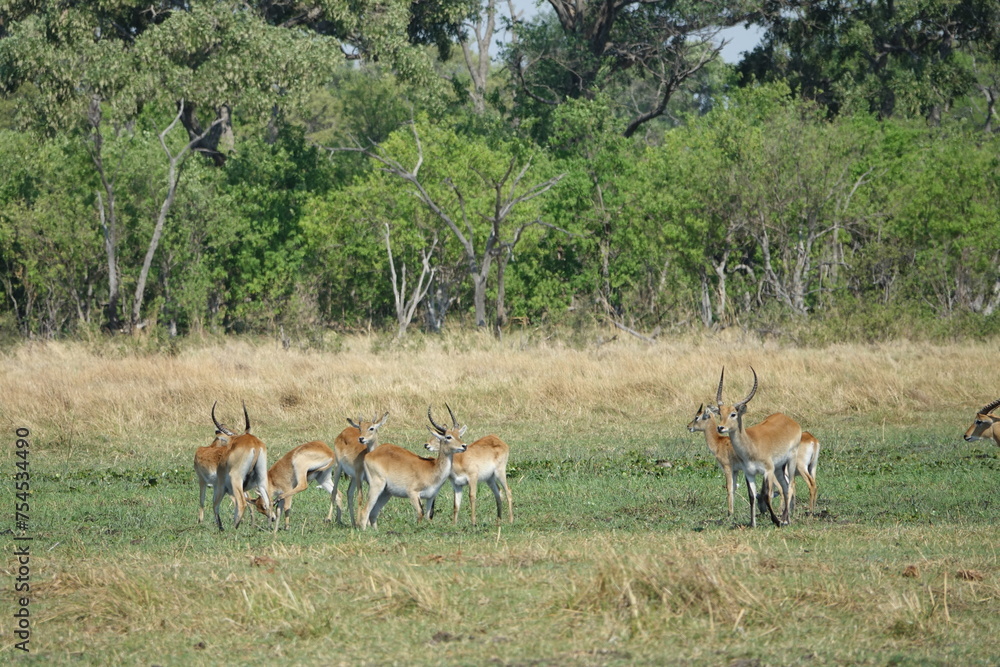 Lechwe in the Okavango Delta