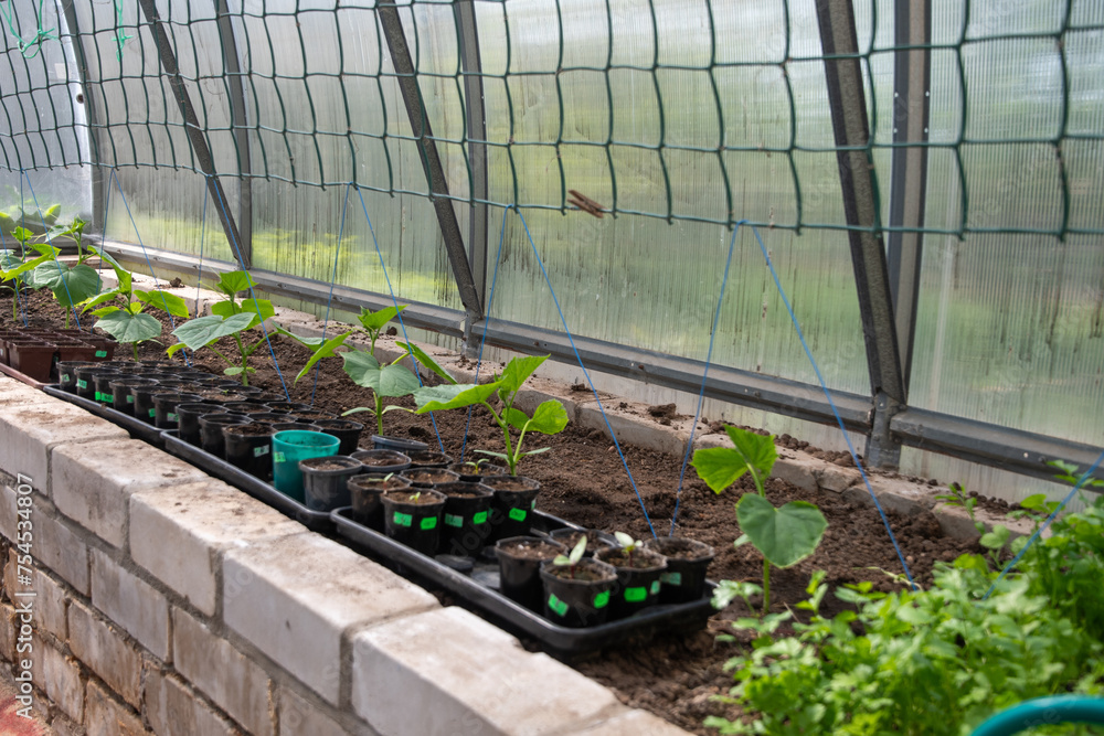 Bio-cucumber seedlings in a greenhouse in early spring, gardening concept, stretched mesh as a support for the plant