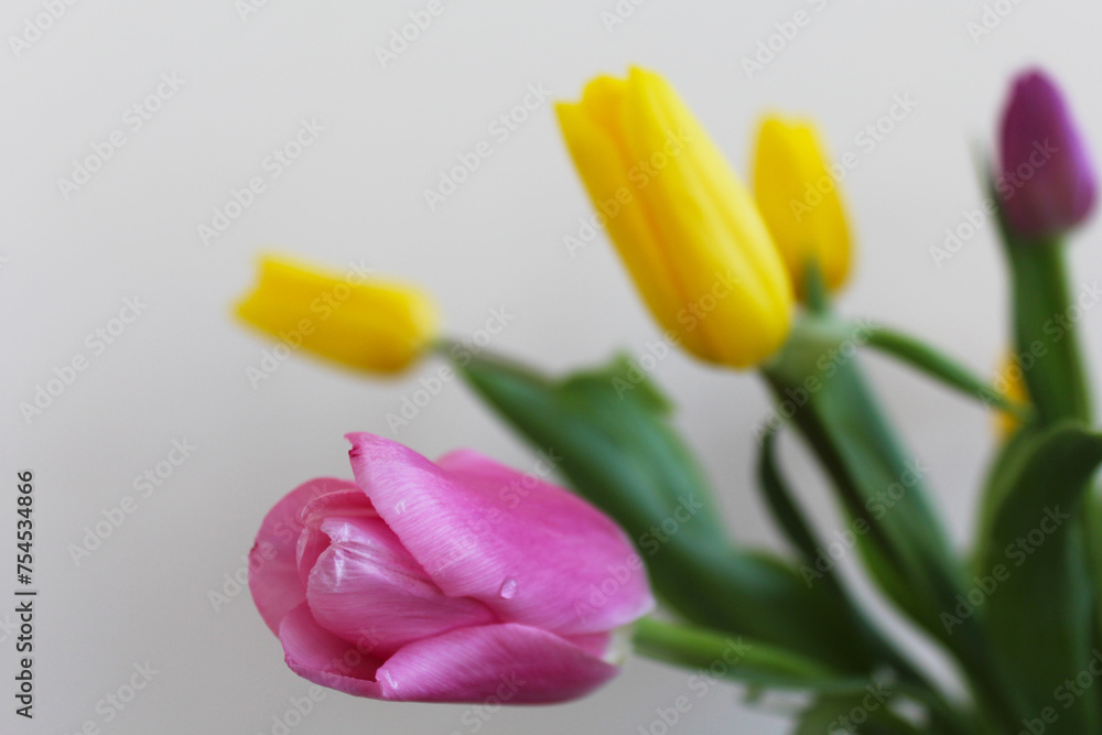pink and yellow tulips, spring flowers