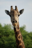 Giraffe in the Okavango Delta