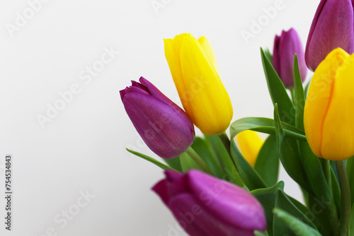 Fototapeta Naklejka Na Ścianę i Meble -  spring flowers, yellow purple  tulips close-up on a light background