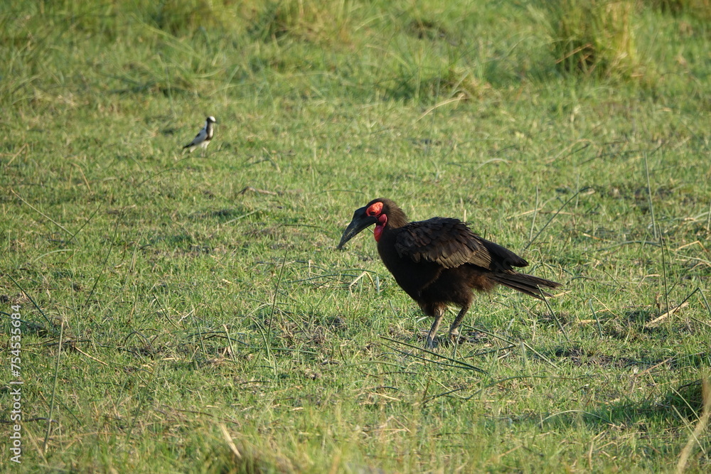Southern Ground Hornbill in the Okavango Delta Southern Ground Hornbill in the Okavango Delta