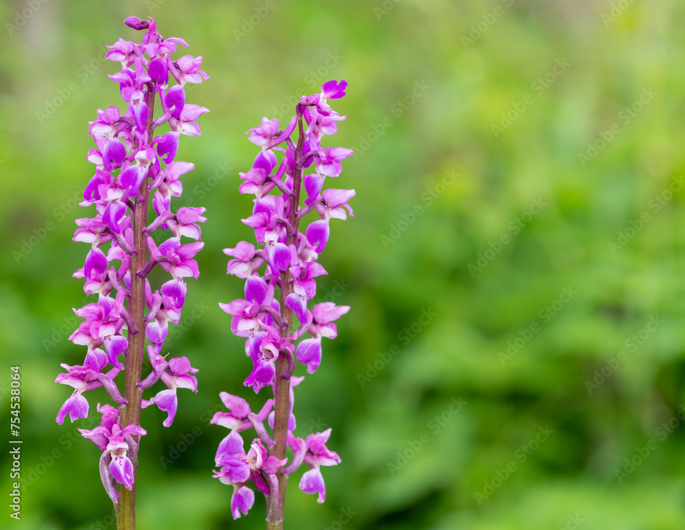 Close up of early purple orchid (orchis mascula) flowers in bloom