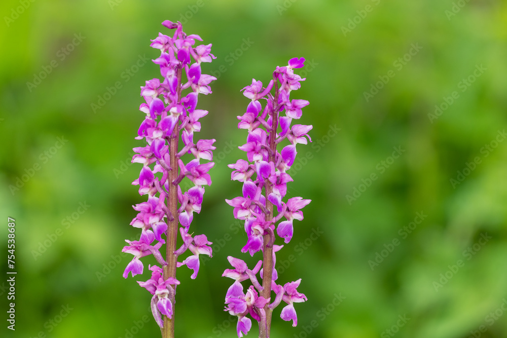 Close up of early purple orchid (orchis mascula) flowers in bloom Close up of early purple orchid (orchis mascula) flowers in bloom