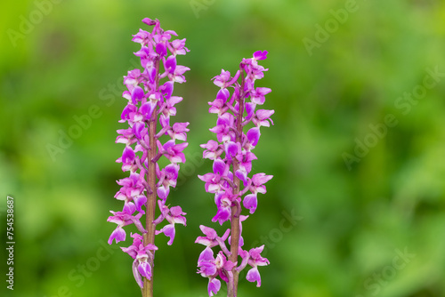 Close up of early purple orchid  orchis mascula  flowers in bloom