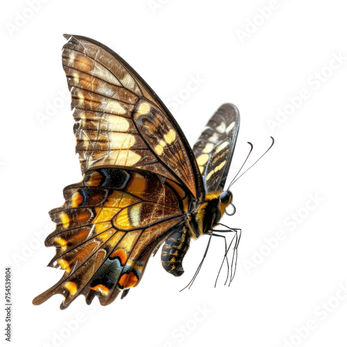 Colorful flying butterfly in transparent background