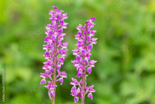 Close up of early purple orchid  orchis mascula  flowers in bloom