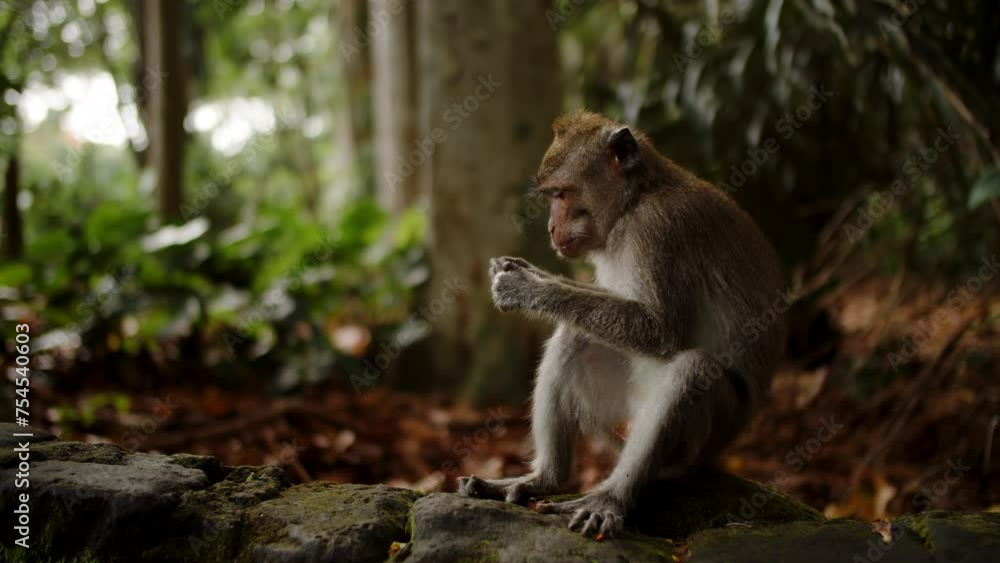 monkey sitting in the forest eating nuts against the background of trees monkey sitting in the forest eating nuts against the background of trees