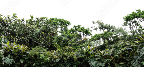 Dense tropical forest canopy with diverse foliage, cut out - stock png.