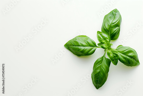 Fresh Basil Leaves on White Background. Top view of vibrant green basil leaves arranged on a clean white surface with space for text. Horizontal photo