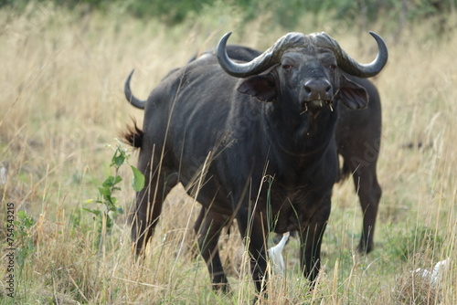 Buffalo in the Okavango Delta