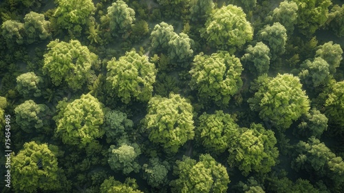 An aerial view of a reforestation project, with each tree representing a step towards climate mitigation.