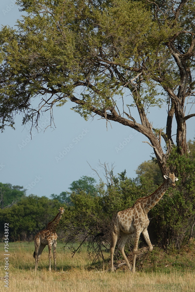 Obraz premium Giraffe with Baby in the Okavango Delta
