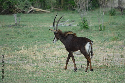Sable Antelope in the Okavango Delta © Bahia