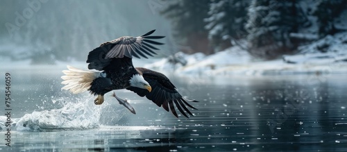 a mighty eagle is looking for food in the water © zaen_studio