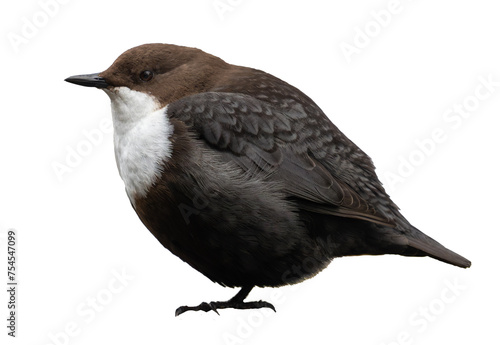 Quadro su tela White-throated dipper (Cinclus cinclus) isolated on white background