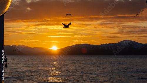 Seagulls in flight in front of sunset © Jonas