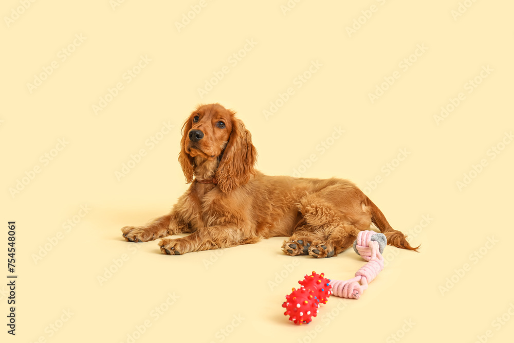 Cute cocker spaniel with pet toys lying on beige background