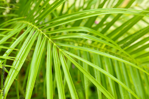 Green palm leaf outdoors  closeup