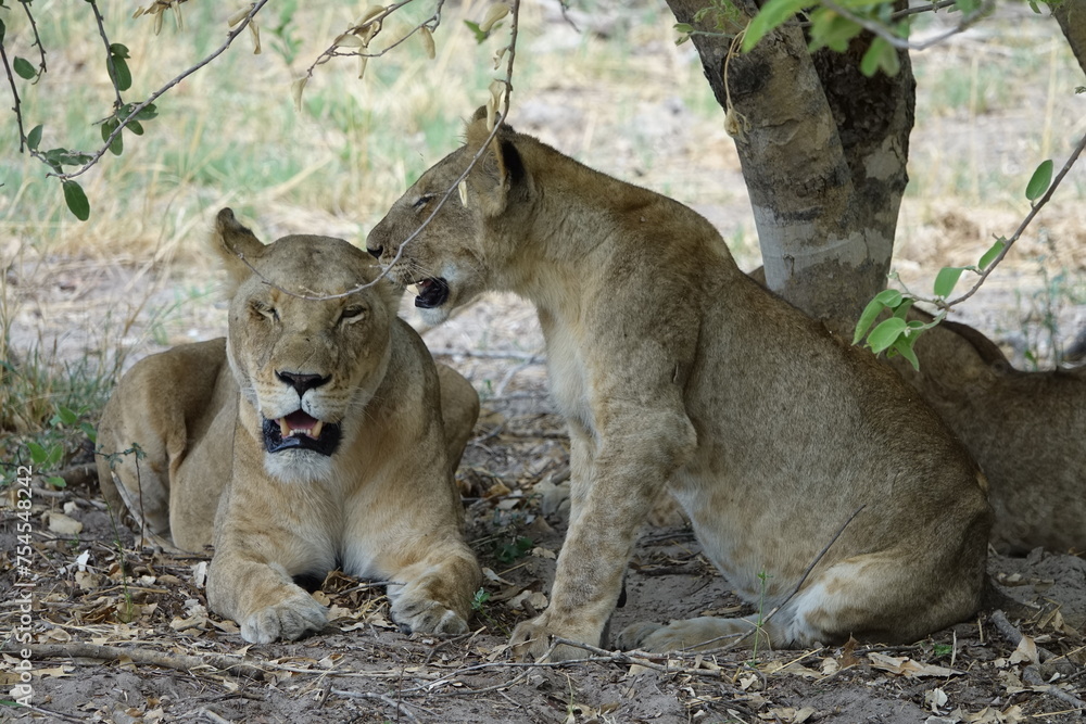 Lions with babies in the Okavango Delta after feeding on an Elephant Kill Lions with babies in the Okavango Delta after feeding on an Elephant Kill
