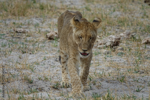 Lions with babies in the Okavango Delta after feeding on an Elephant Kill