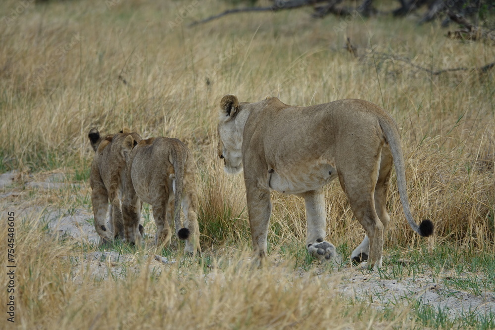 Lions with babies in the Okavango Delta after feeding on an Elephant Kill Lions with babies in the Okavango Delta after feeding on an Elephant Kill