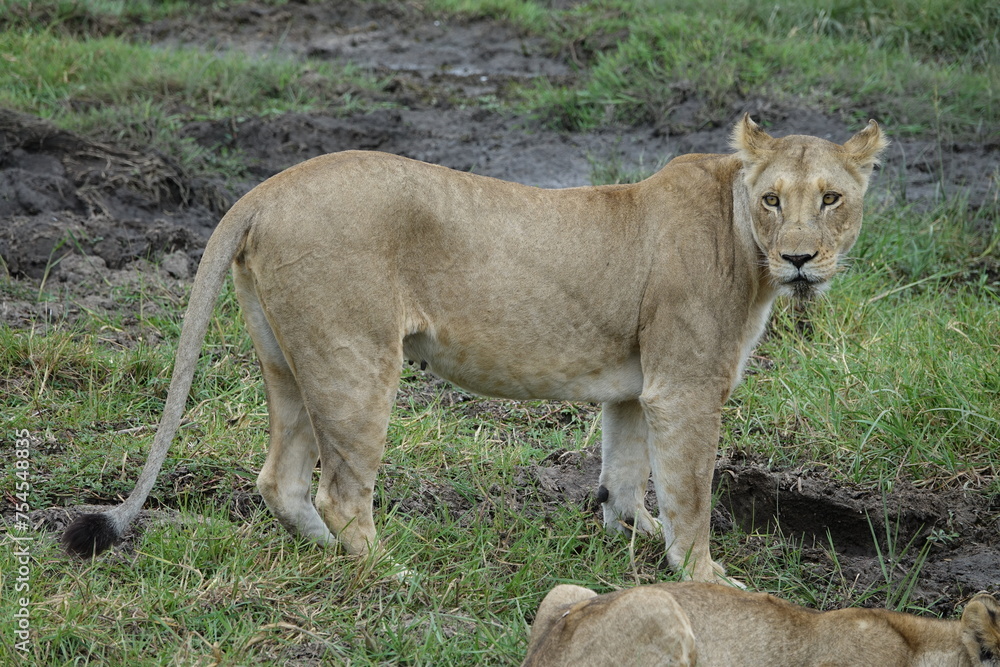 Lions with babies in the Okavango Delta after feeding on an Elephant Kill Lions with babies in the Okavango Delta after feeding on an Elephant Kill