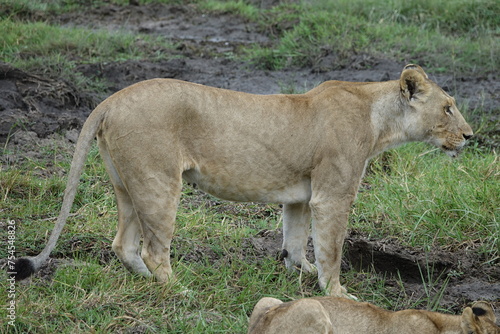 Lions with babies in the Okavango Delta after feeding on an Elephant Kill photo