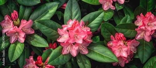 A cluster of vibrant pink rhododendron flowers surrounded by lush green leaves. photo
