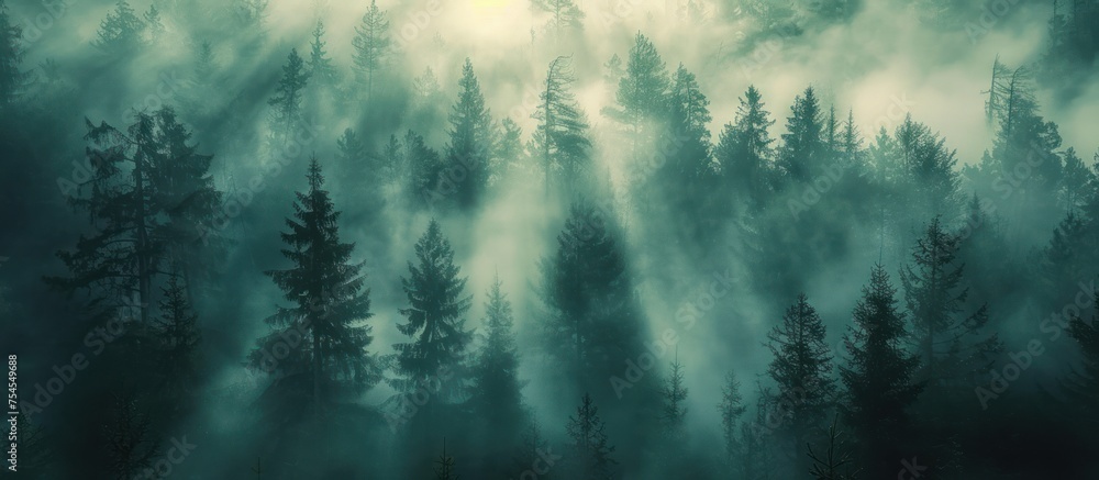 A dense fog covers a vast forest filled with tall trees, creating a mysterious and atmospheric scene. - obrazy, fototapety, plakaty 