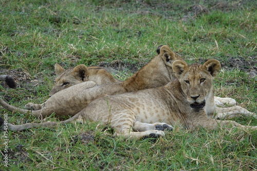 Lions with babies in the Okavango Delta after feeding on an Elephant Kill photo