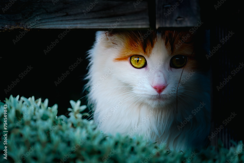 Photography Katze