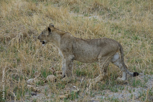 Lions with babies in the Okavango Delta after feeding on an Elephant Kill