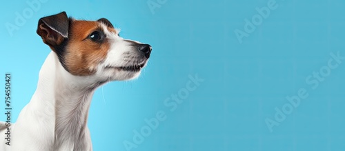 Curious Dog Observing Mysterious Object Above Against a Vibrant Blue Sky photo