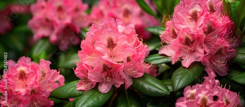 A cluster of bright pink rhododendron flowers with vibrant green leaves in a natural setting.