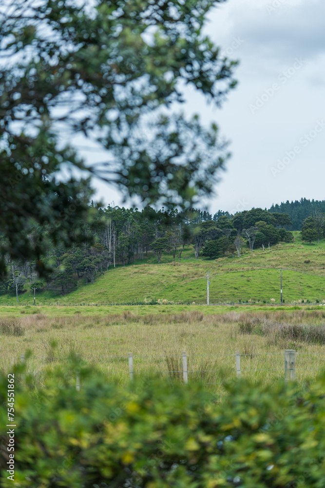 Obraz premium trees in the field