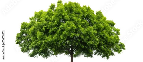 Vibrant Green Tree Leaves Symbolizing Nature s Beauty on a Clean White Background