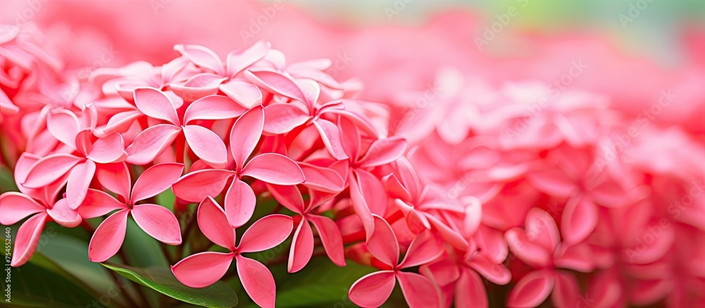 Vibrant Pink Flowers Blossom Amidst Lush Greenery in a Serene Garden Setting Vibrant Pink Flowers Blossom Amidst Lush Greenery in a Serene Garden Setting