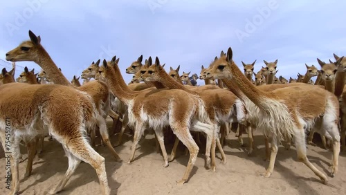 Grupo de vicuñas capturadas en corral photo