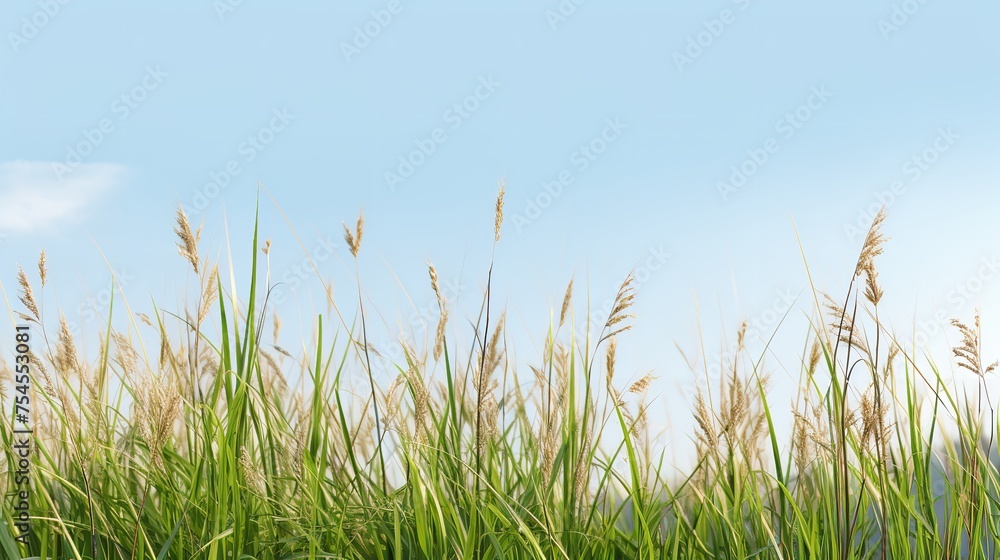 Nature Tall Meadow Grass Cut Out Transparent Background