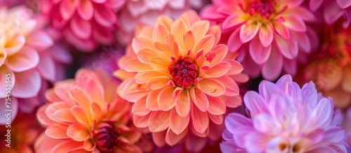 A close-up view of a cluster of pink and orange flowers, showcasing their vibrant colors and intricate petals. © FryArt Studio